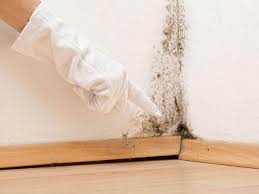 Best Black Mold Removal  in Florence, CO